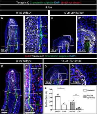 Regeneration of the dermal skeleton and wound epidermis formation depend on BMP signaling in the caudal fin of platyfish